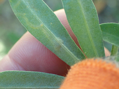 Liriomyza trifoliearum