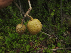 Aesculus glabra