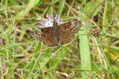 Erynnis baptisiae