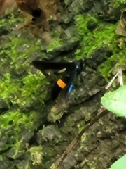 Synanthedon exitiosa