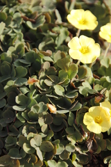 Oxalis obtusa