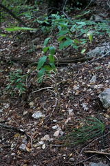 Pseudoturritis turrita