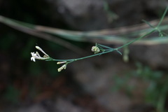 Asperula tenella