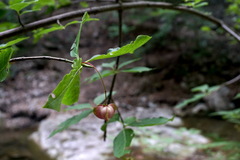 Euonymus latifolius