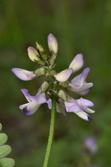 Astragalus alpinus