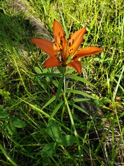 Lilium philadelphicum