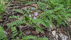 Astragalus alpinus