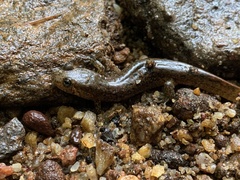 Desmognathus amphileucus