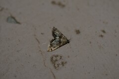 Petrophila confusalis