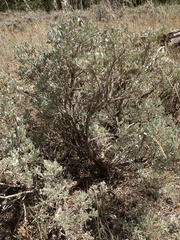 Artemisia tridentata