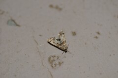 Petrophila confusalis
