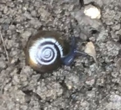 Oxychilus draparnaudi