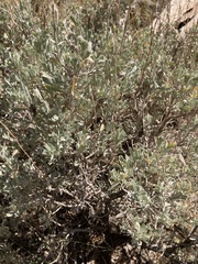 Artemisia tridentata