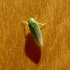 Gyponana octolineata