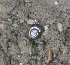 Oxychilus draparnaudi