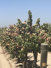 Vitis vinifera
