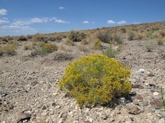 Chrysothamnus greenei