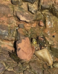 Pachygrapsus crassipes