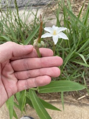 Zephyranthes