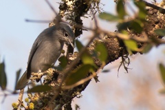 Polioptila dumicola