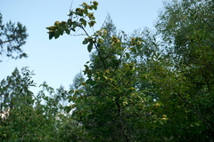 Paliurus spina-christi