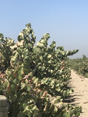 Vitis vinifera