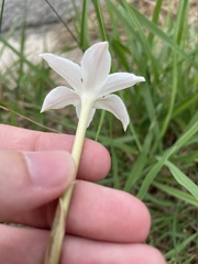 Zephyranthes