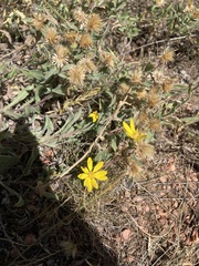 Heterotheca