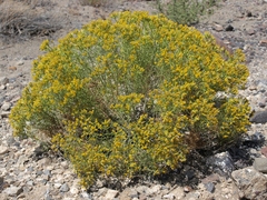 Chrysothamnus greenei