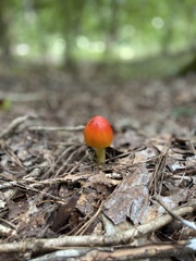 Amanita jacksonii