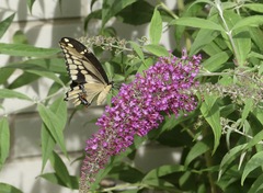 Heraclides cresphontes