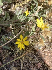 Heterotheca