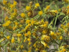 Chrysothamnus greenei