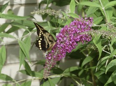 Heraclides cresphontes