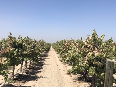 Vitis vinifera