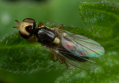Chloropidae