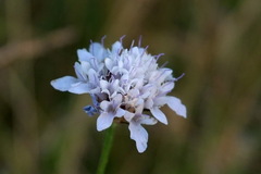 Cephalaria transsylvanica