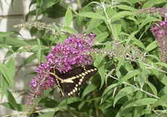 Heraclides cresphontes