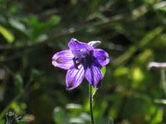 Delphinium