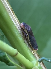 Paraulacizes irrorata