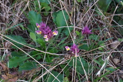 Melampyrum arvense