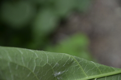 Reynoutria × bohemica