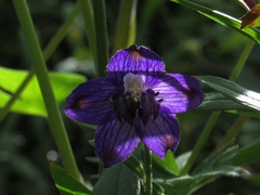 Delphinium