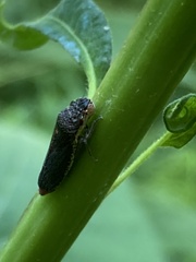 Paraulacizes irrorata