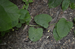 Reynoutria × bohemica