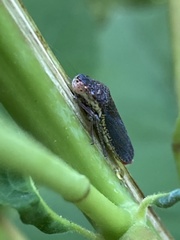 Paraulacizes irrorata
