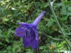 Delphinium