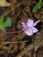 Cyclamen hederifolium