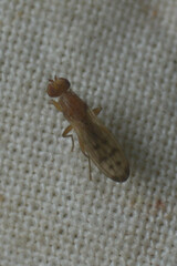 Opomyza