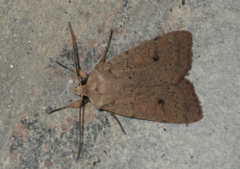 Xestia castanea